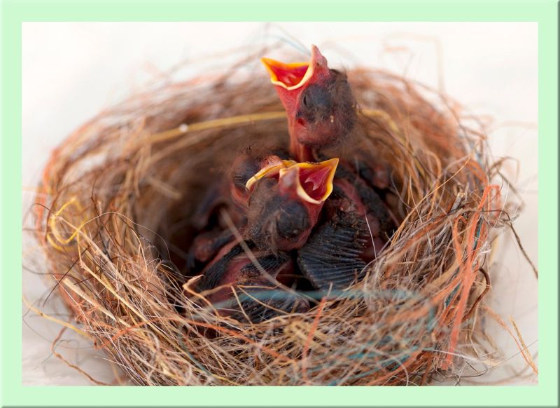 Vogelbabys im Nest